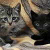 The Subway Kittens Are Ready To Be Adopted